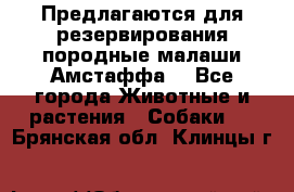 Предлагаются для резервирования породные малаши Амстаффа  - Все города Животные и растения » Собаки   . Брянская обл.,Клинцы г.